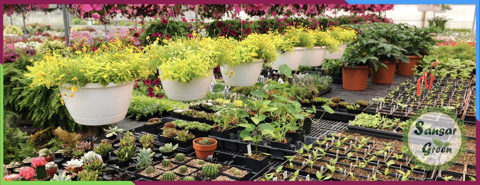 Plant Sale in India - Sansar Green